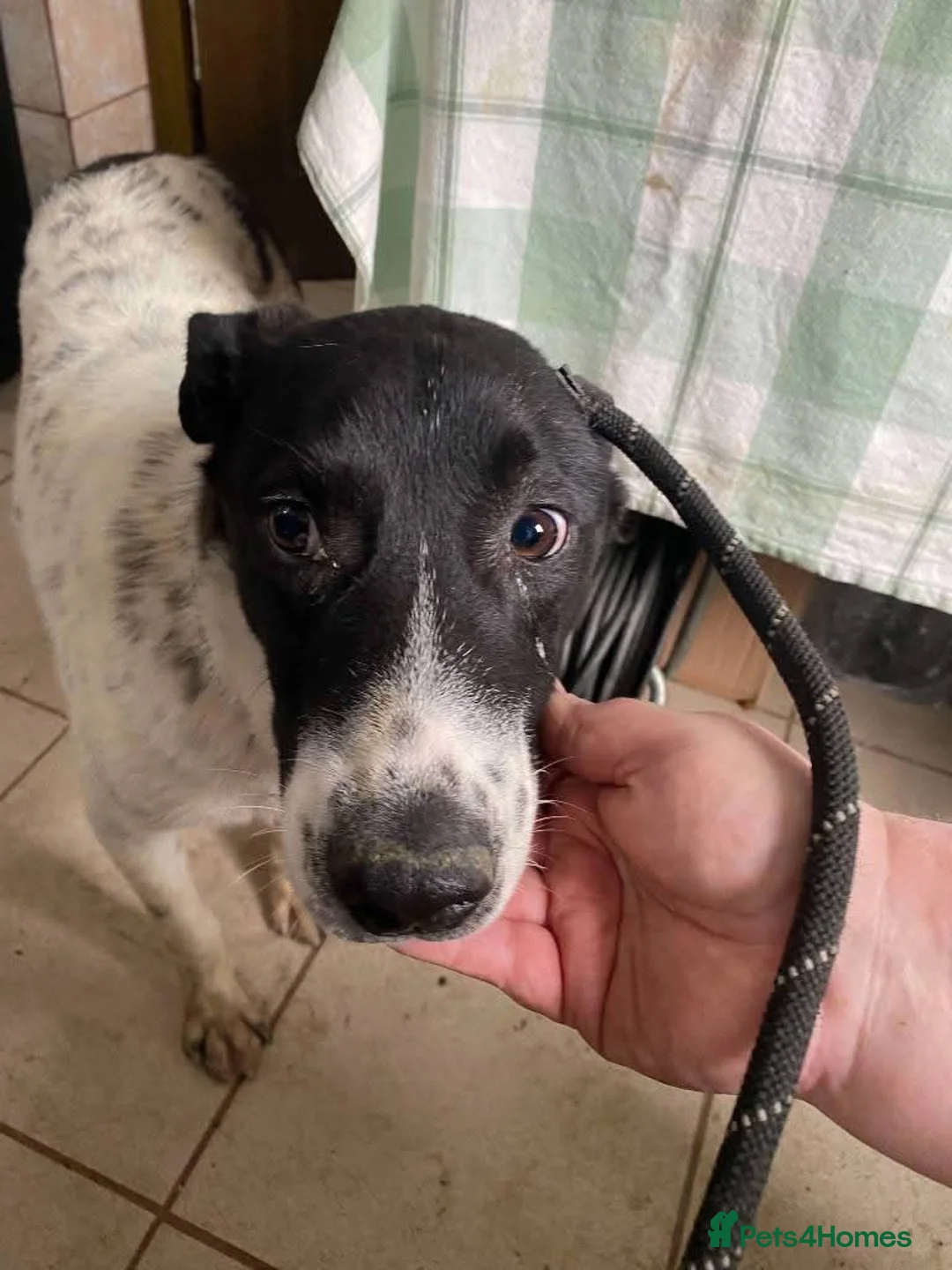 Mixed Breed dogs for adoption: Meet Rocky, currently residing in Aberdeen  - Advert 8