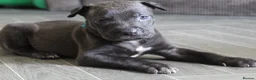 Mixed Breed dogs for sale: 🧬Bull herders🧬 - Advert 6