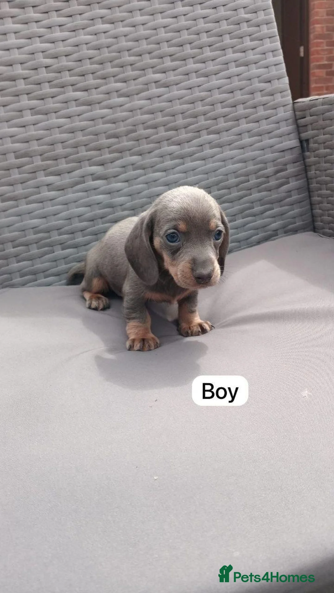 Miniature Dachshund dogs for sale: LOVELY MINIATURE DACHSHUNDS PUPPIES FOR SALE in London - Advert 7