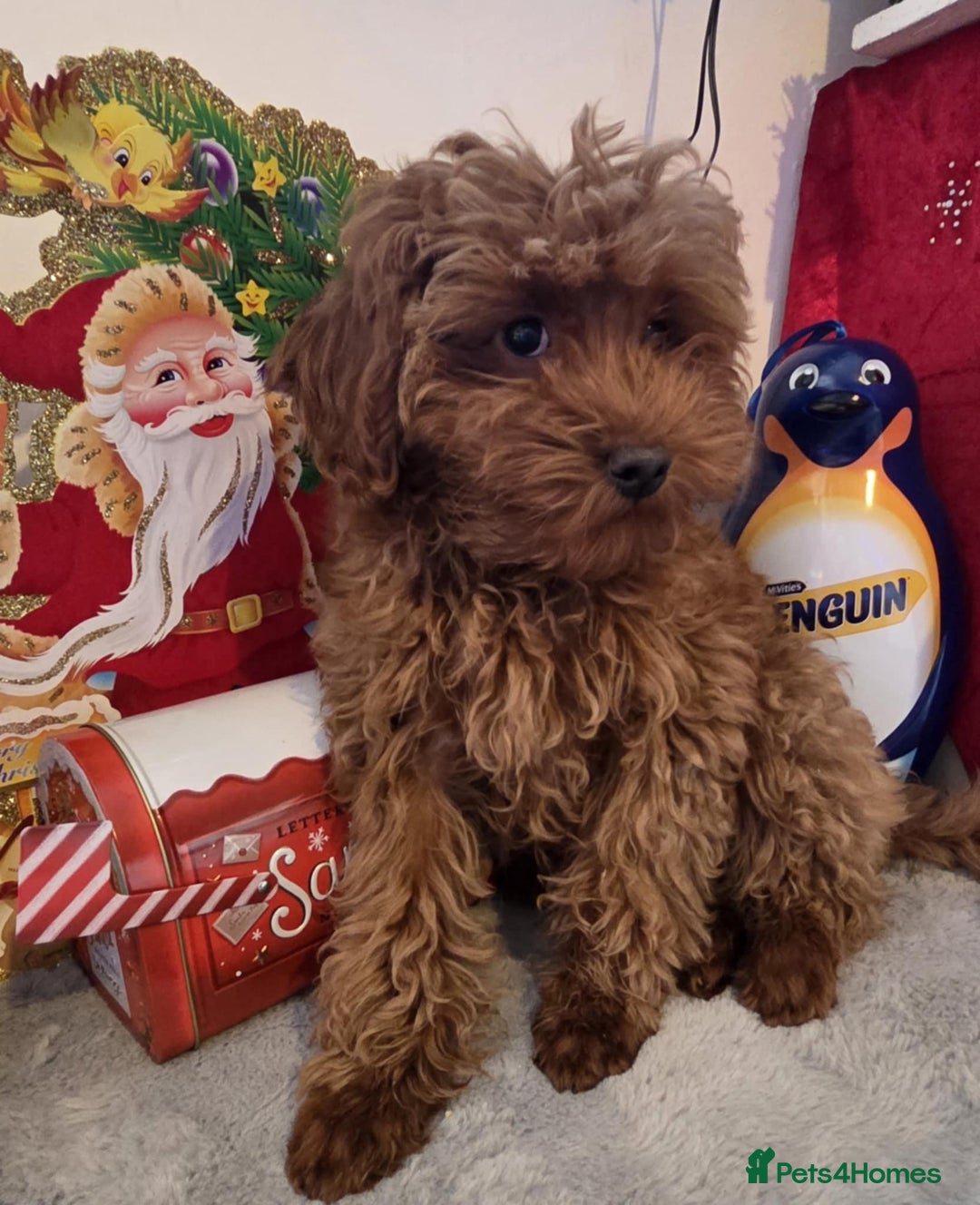 Maltipoo dogs for sale: red toy maltipoos, only 1 little boys left. - Advert 3