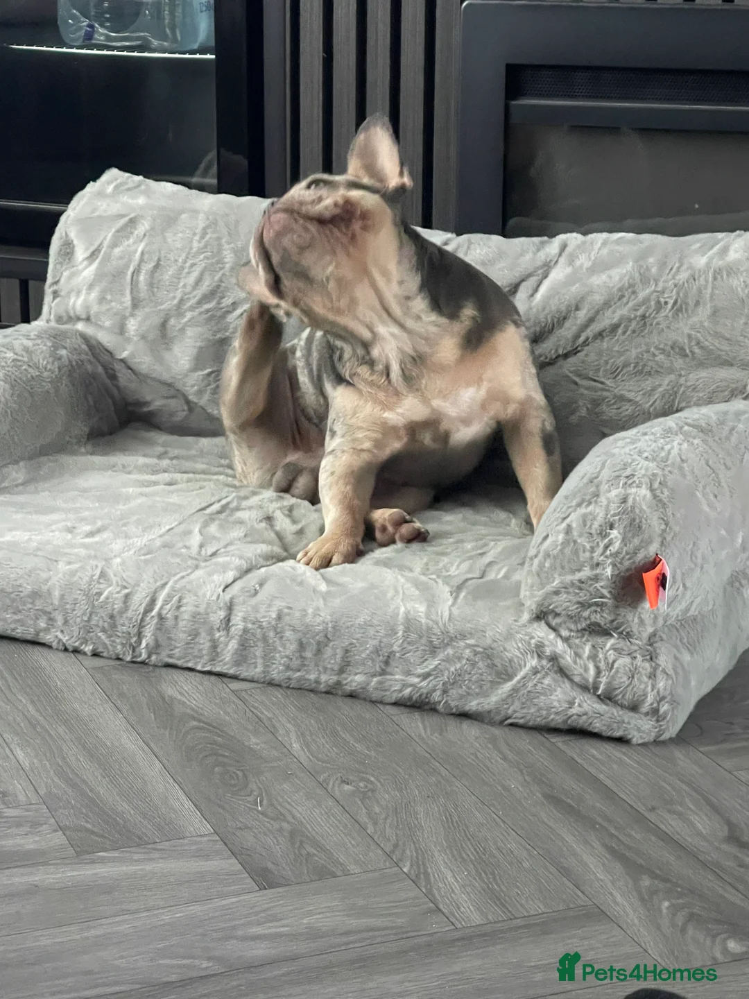 French Bulldog dogs for sale: Male French Bulldog  - Advert 2