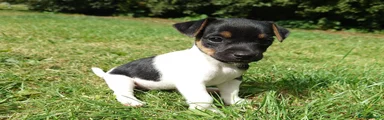 Jack Russell 4