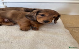 Dachshund dogs for sale: 2 American Red Long Haired Dachshund Puppies - Image 20