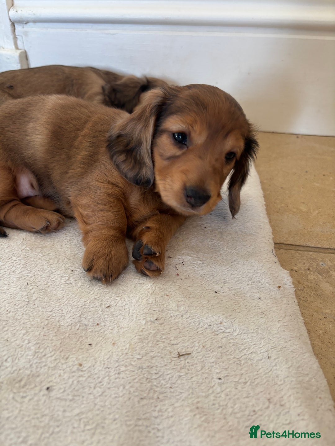 Dachshund dogs for sale: 2 American Red Long Haired Dachshund Puppies - Image 20