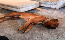 American Bully dogs for sale: Brutus  - Image 5
