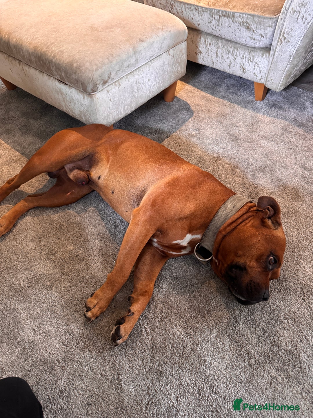 American Bully dogs for sale: Brutus  - Image 5