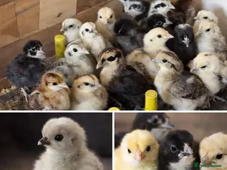Mixed Breed poultry Chicks for sale - Advert 1