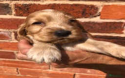 Cocker Spaniel dogs for sale: Pure beautiful show cocker spaniel puppies  - Image 17