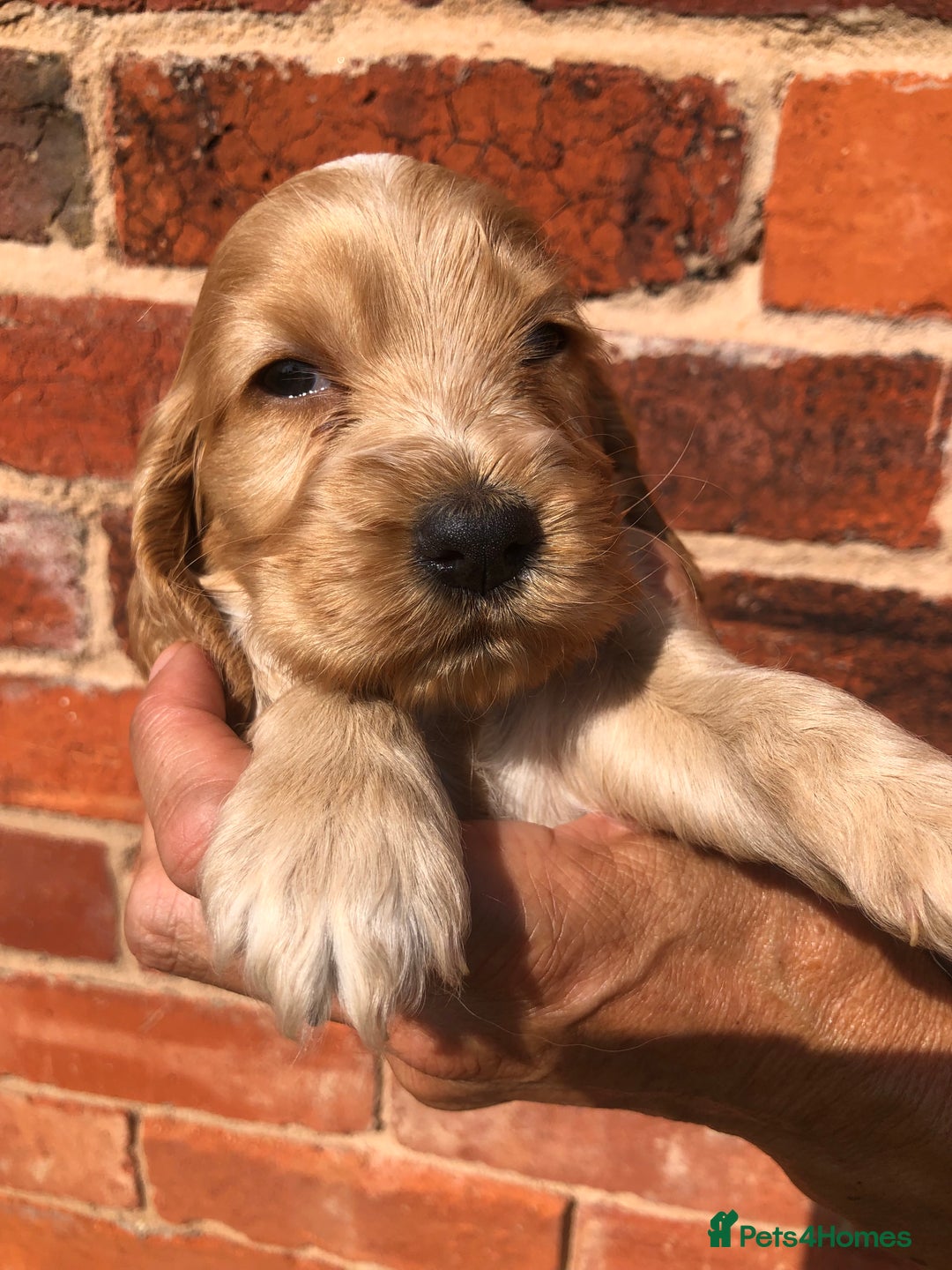 Cocker Spaniel dogs for sale: Pure beautiful show cocker spaniel puppies  - Image 17