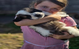 Saint Bernard dogs for sale: Saint bernard puppies READY END OF NEXT WEEK - Image 25