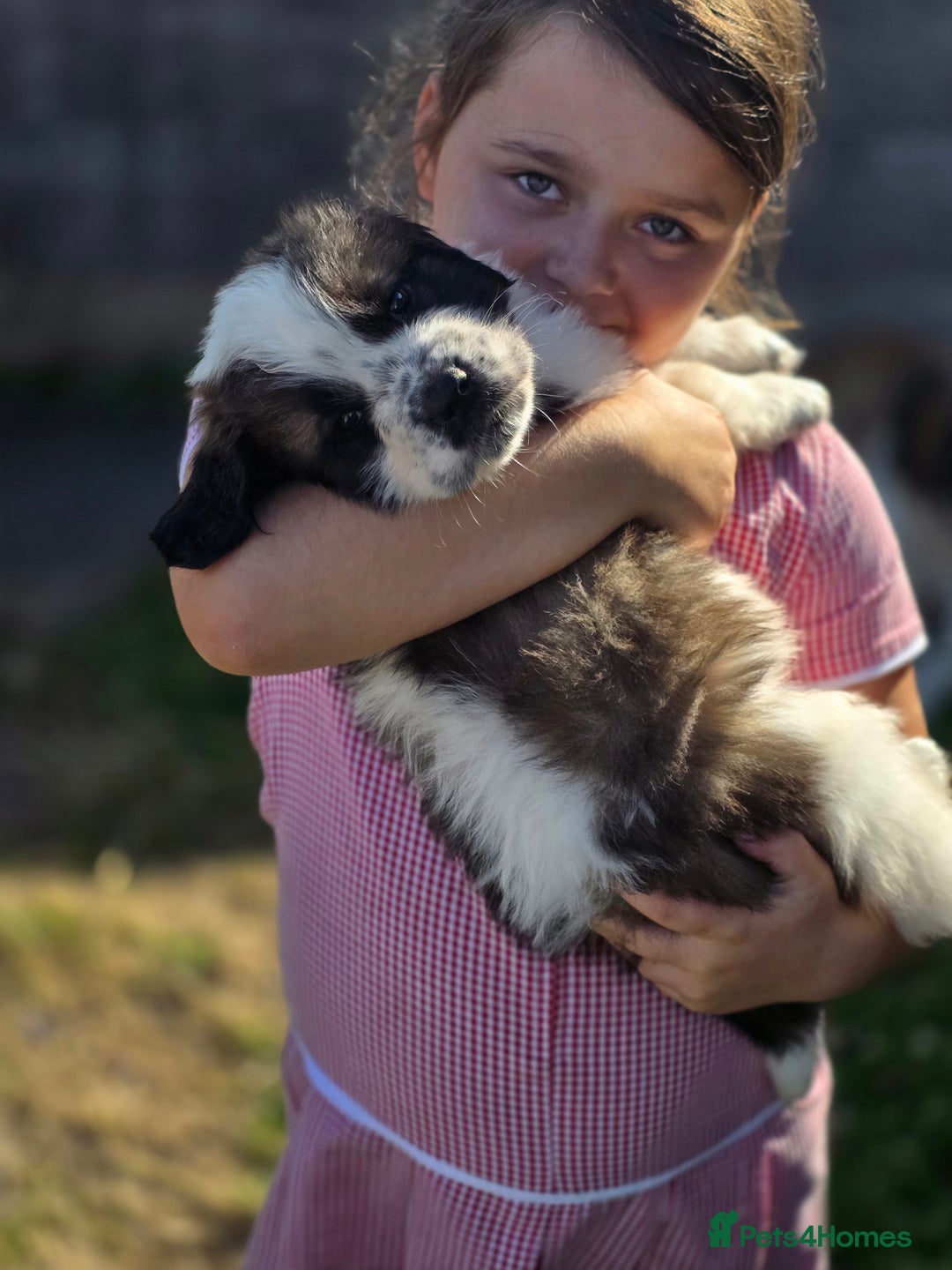 Saint Bernard dogs for sale: Saint bernard puppies READY END OF NEXT WEEK - Image 25