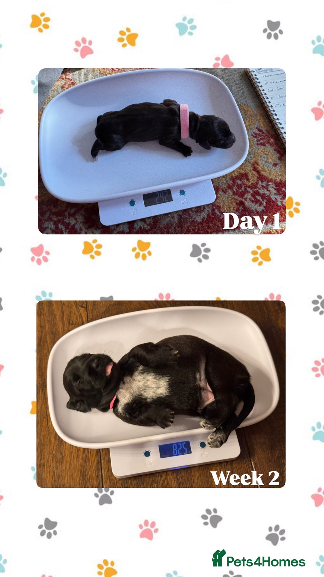 Mixed Breed dogs for sale: Beautiful DoxiPoo puppies  - Image 10