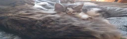 Mixed Breed cats for sale: Mix breed kittens readdy to go  in Birmingham - Advert 1