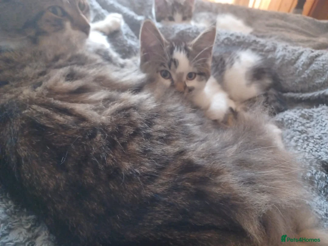 Mixed Breed cats for sale: Mix breed kittens readdy to go  in Birmingham - Advert 1