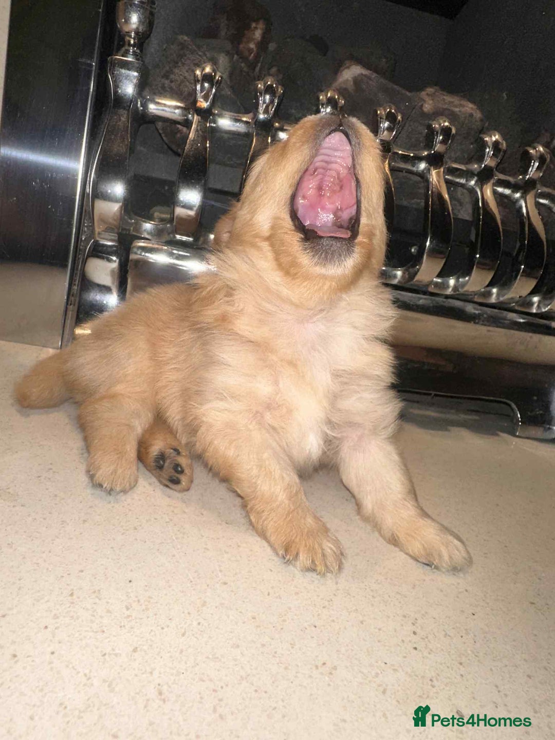 Pomeranian dogs for sale: Champion bloodline Pomeranian puppies  - Image 8