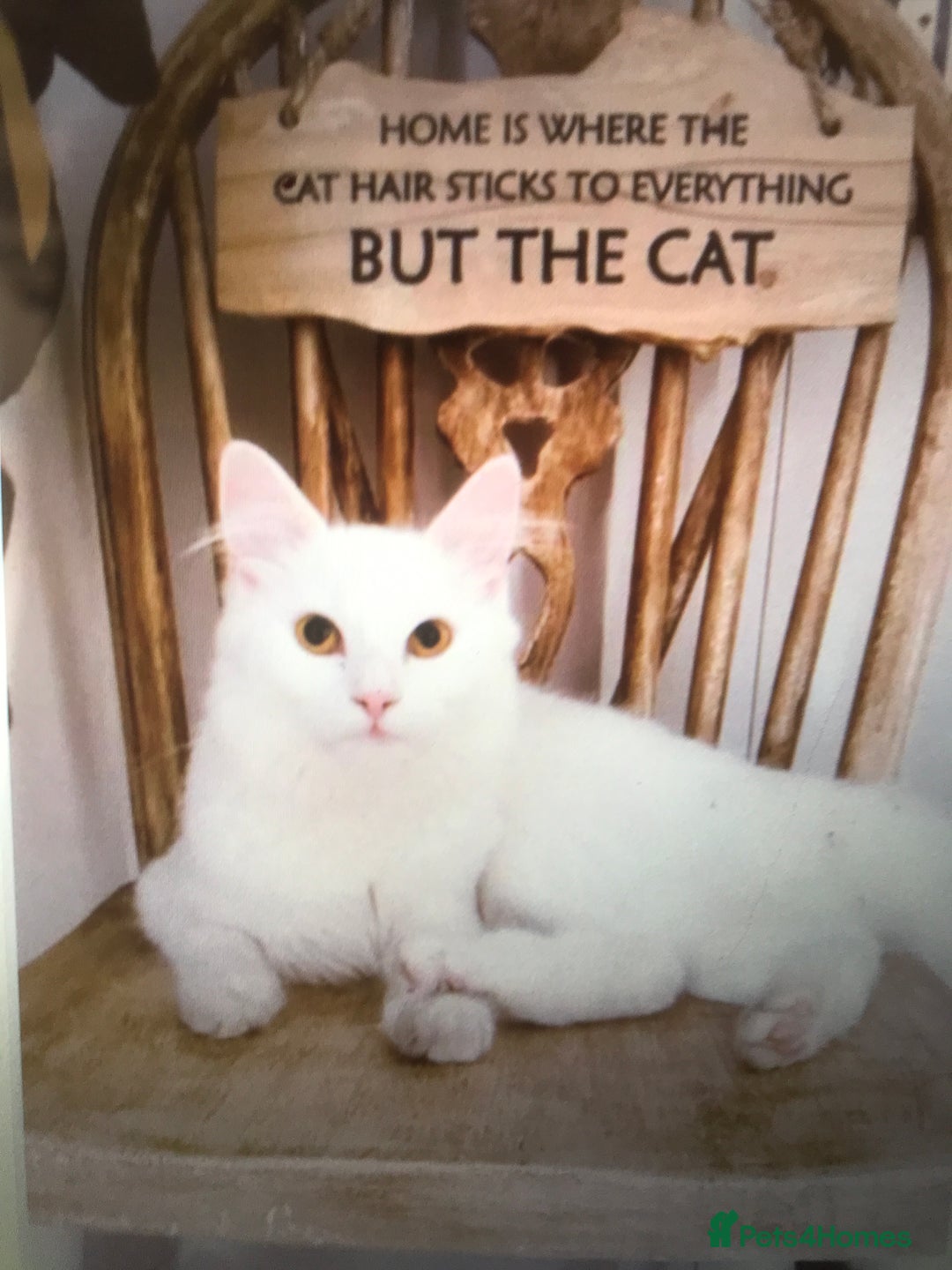 Persian cats for adoption: PRINCESS IS A CAT THAT WANT CUDDLES ALL DAY LONG ! - Image 7