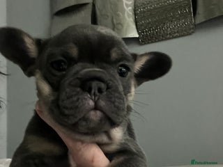 Mixed Breed dogs Beautiful freelance bulldogs one girl , one boy - Advert 18