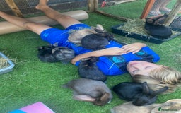 Mixed Breed rabbits for sale: Beautiful baby bunnies - Image 9