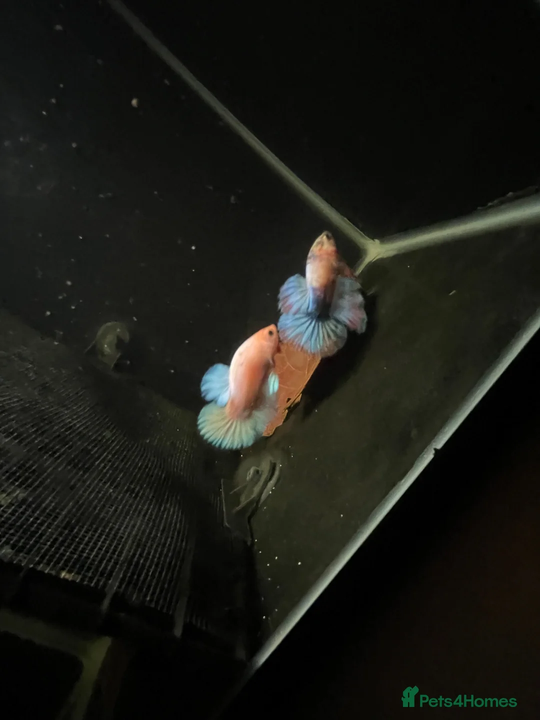 Bettas fish for sale: Betta sale!!  in Upminster - Advert 9