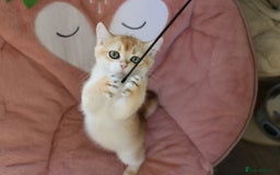 British Shorthair cats for sale: Ready CH Bloodlines BSH TICA registered kittens in Feltham - Image 13