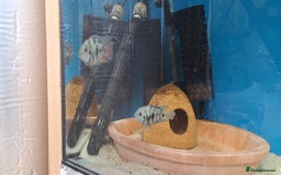 Cichlids fish for sale: PAIR Polar Blue Dwarf Cichlids  - Image 2