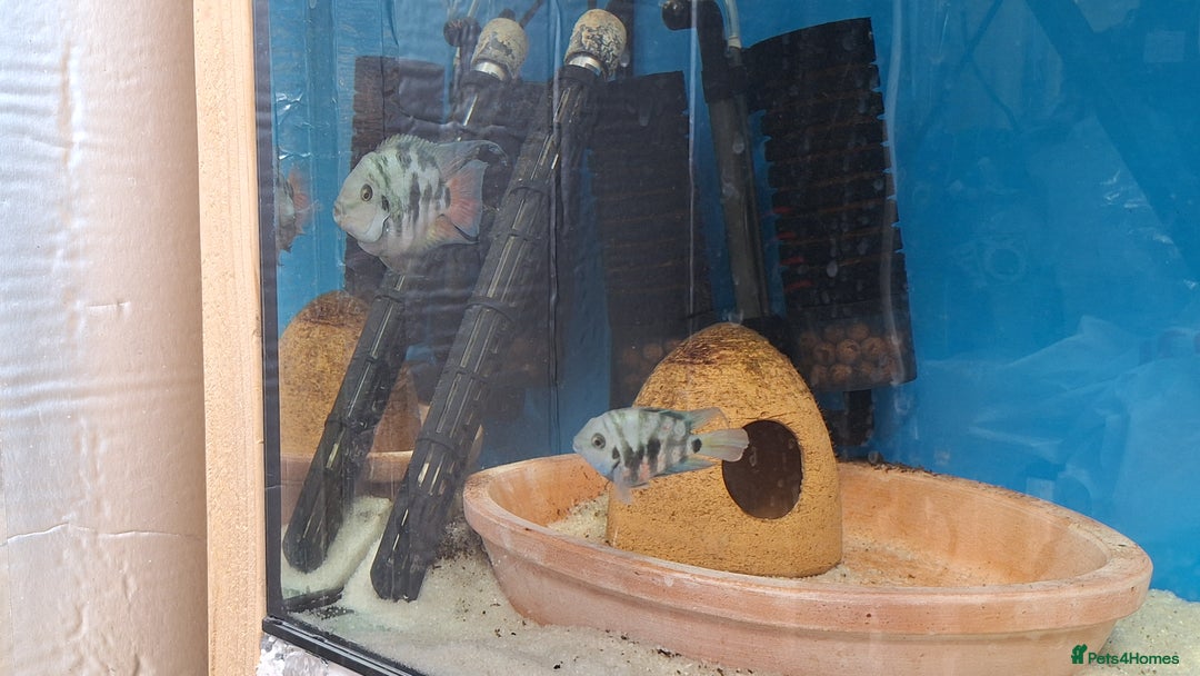 Cichlids fish for sale: PAIR Polar Blue Dwarf Cichlids  - Image 2