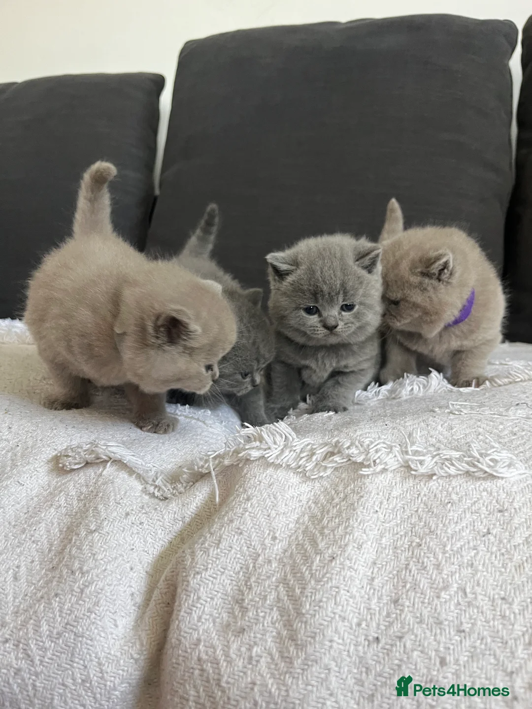British Shorthair cats for sale: British short hair - Advert 7