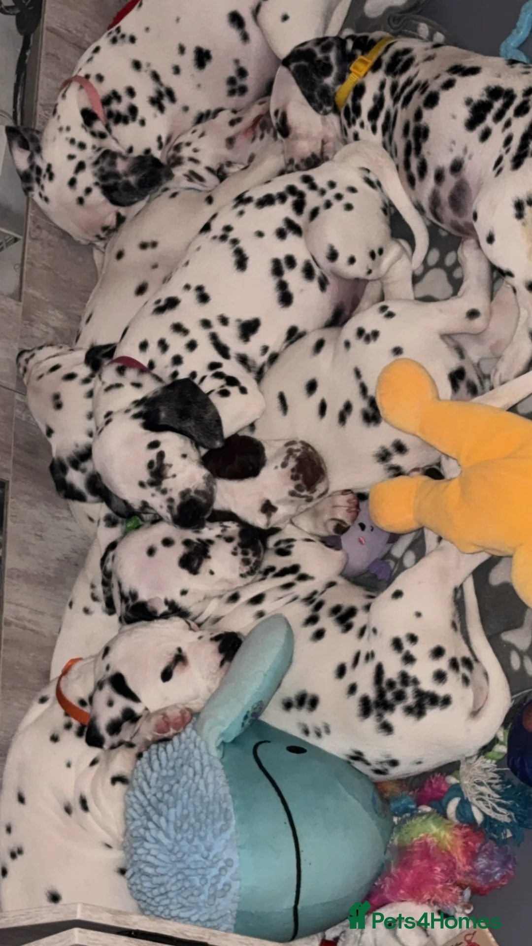 Dalmatian dogs for sale: KCREGISTERED DALMATIAN PUPPIES READY TO LEAVE TUES - Advert 1
