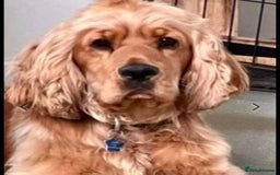 Cocker Spaniel dogs for sale: KC Golden Show Spaniels - Image 9