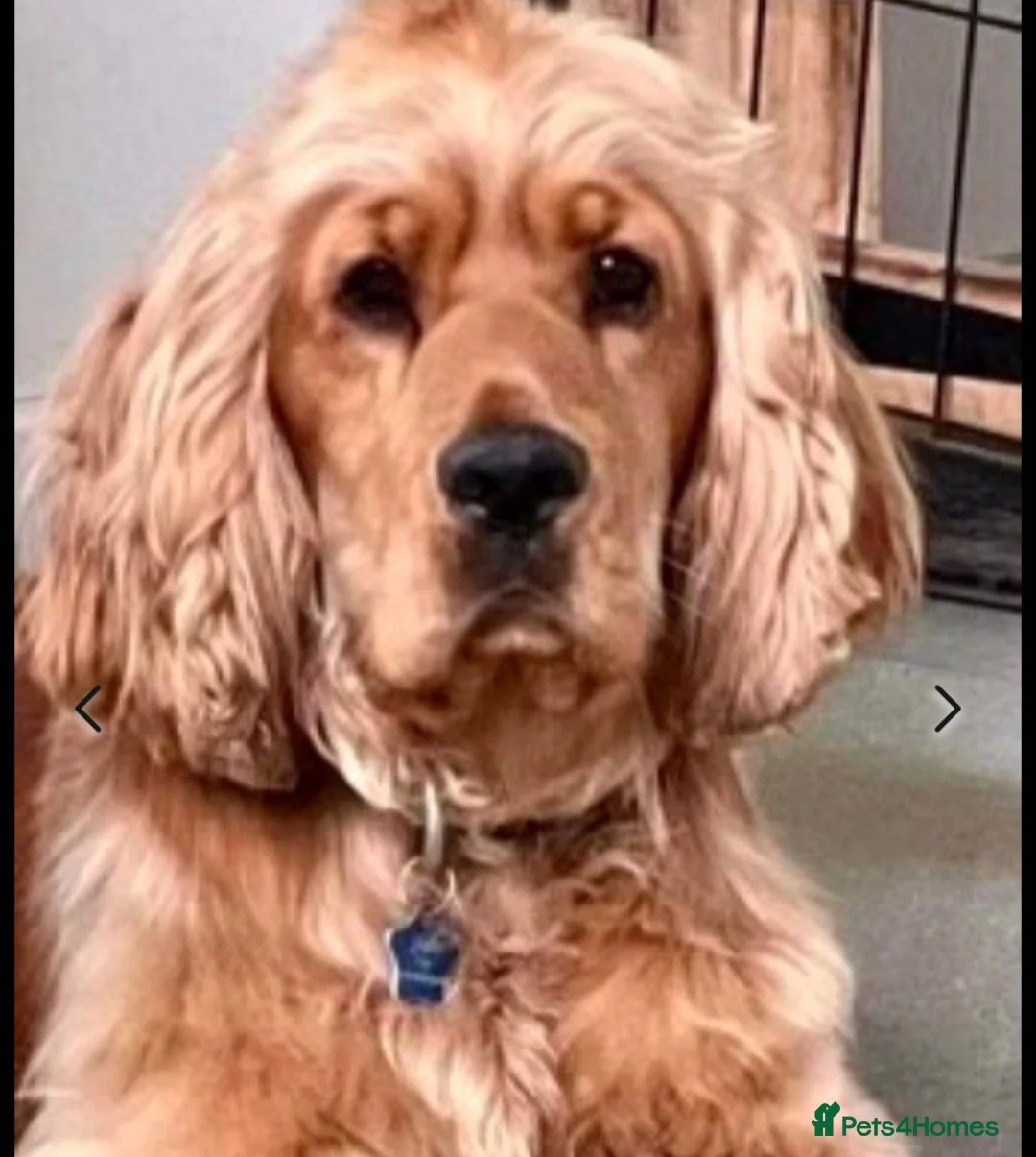 Cocker Spaniel dogs for sale: KC Golden Show Spaniels - Image 9