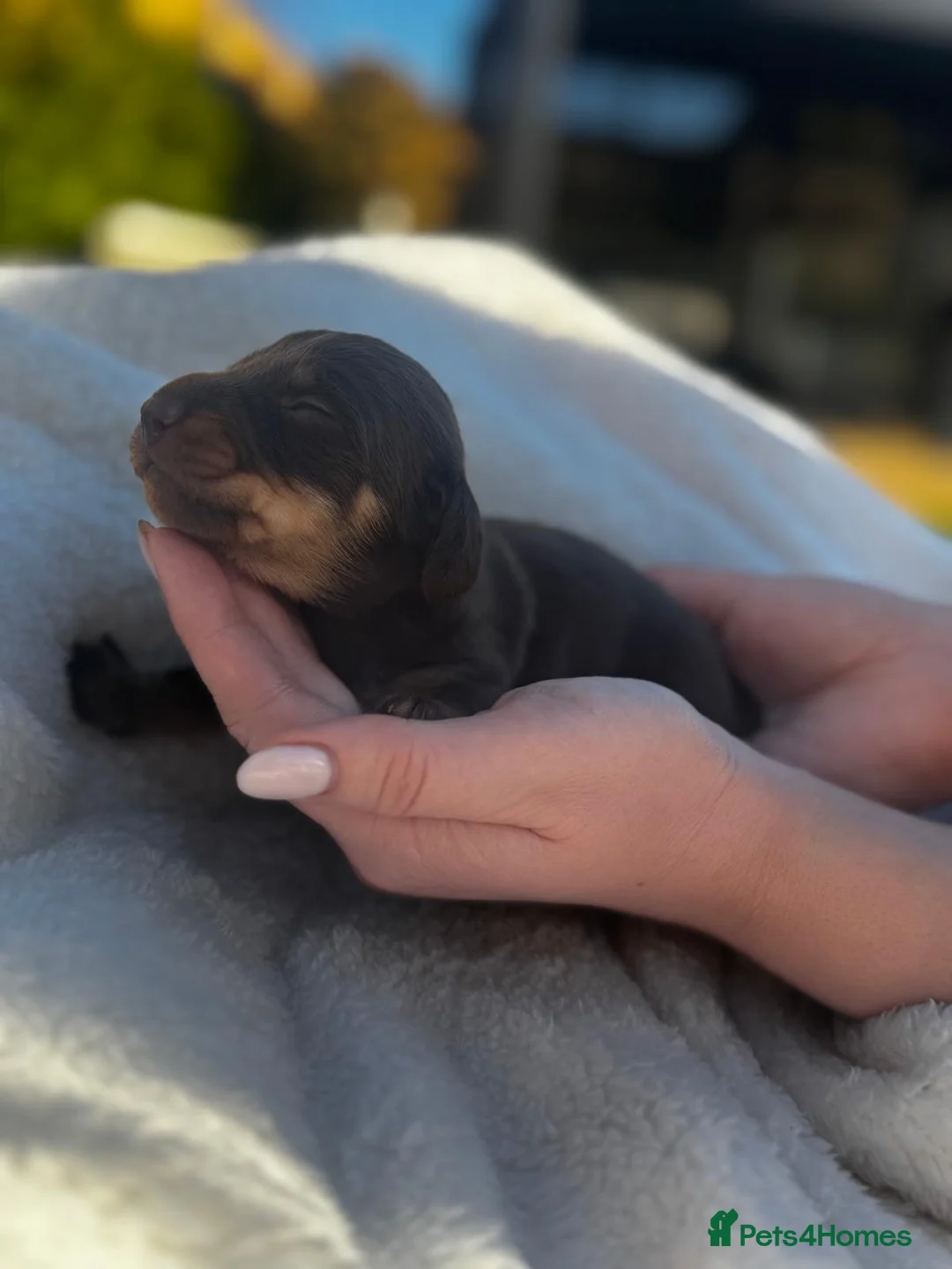 Miniature Dachshund dogs for sale: KC Registered Miniature Daschunds for sale!! - Advert 7