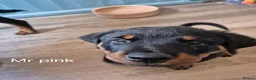 Rottweiler dogs for sale: Rottweiler puppies  in Nottingham - Advert 3
