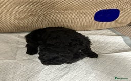 Cockapoo dogs for sale: Outstanding Cockapoos Puppies. 4 boys💙 2 girls 💗 - Image 18