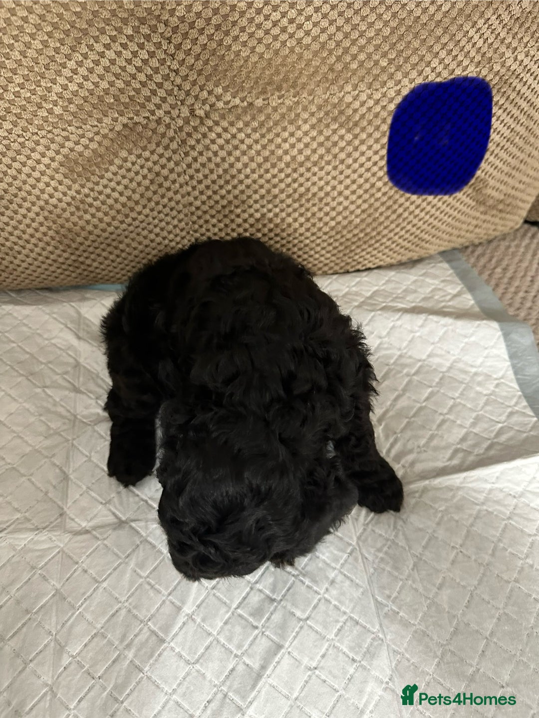 Cockapoo dogs for sale: Outstanding Cockapoos Puppies. 4 boys💙 2 girls 💗 - Image 18