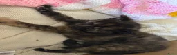 Mixed Breed cats for sale: One Tortoiseshell and two black kittens for sale  in Taunton - Advert 5