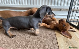 Miniature Dachshund dogs for sale: Miniature Dachshund Pups  in Banbury - Image 25