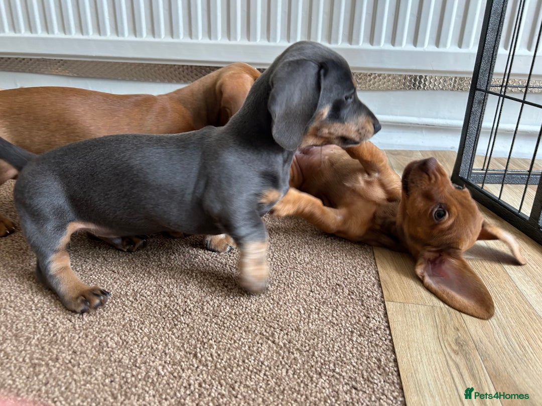 Miniature Dachshund dogs for sale: Miniature Dachshund Pups  in Banbury - Image 25