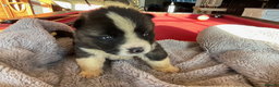 Akita dogs for sale: Stunning American Akita puppies - Advert 1