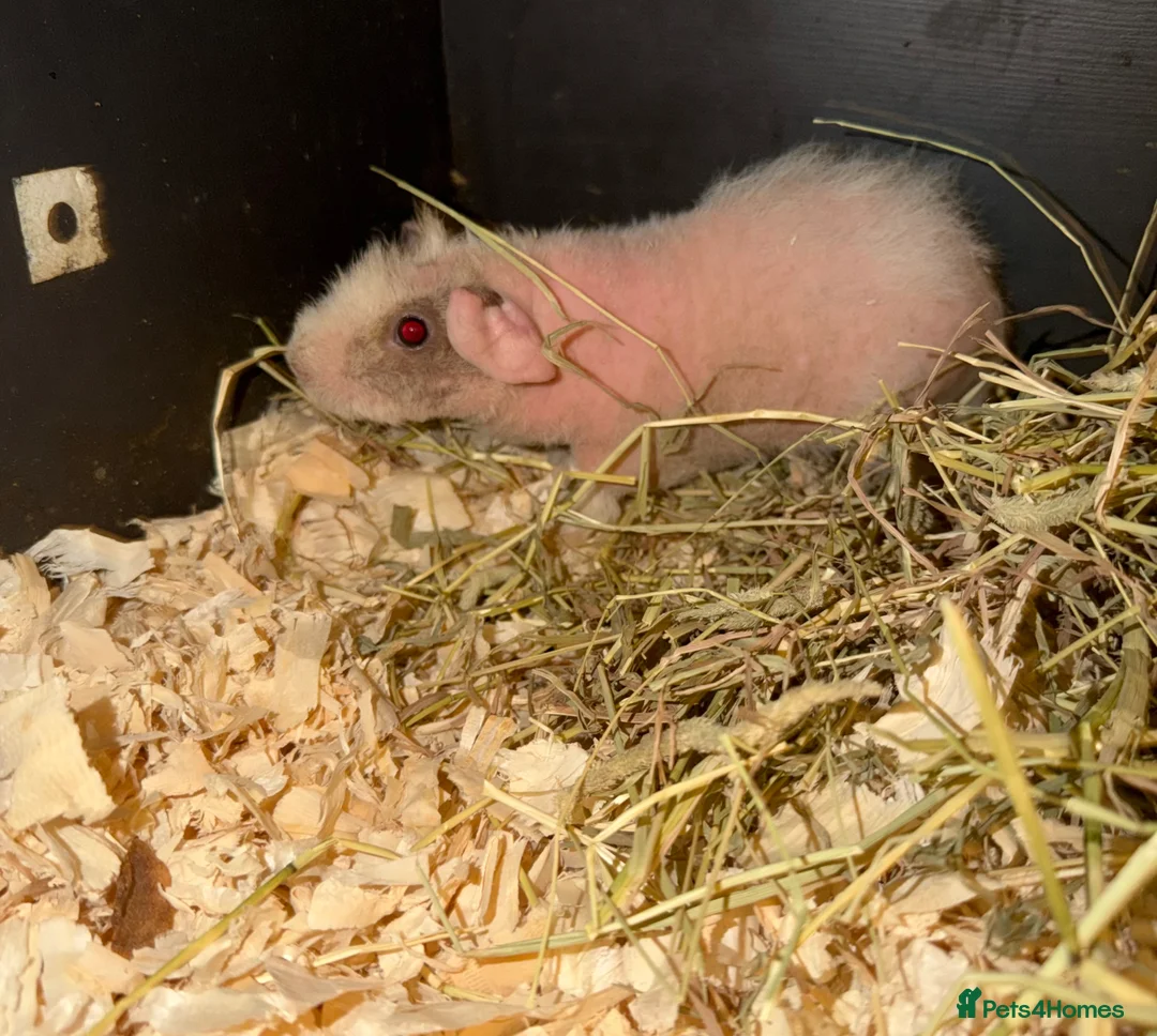 Guinea Pig rodents for sale: Skinny pigs, boys and girls. Dalmatian girl  - Advert 2