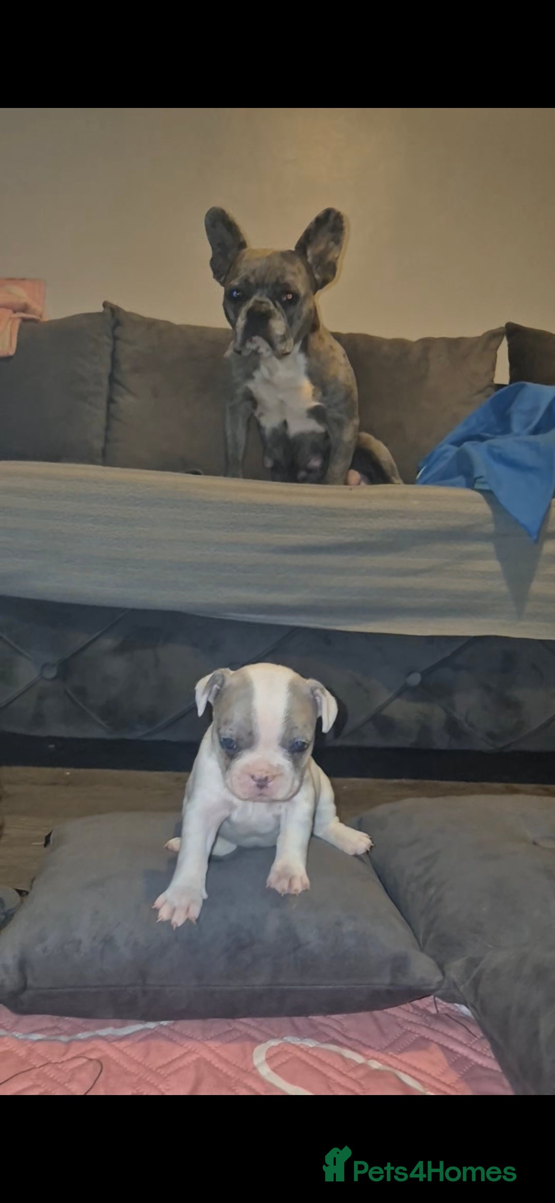 French Bulldog dogs for sale: DWKC beautiful French bulldogs prices negotiable - Advert 5