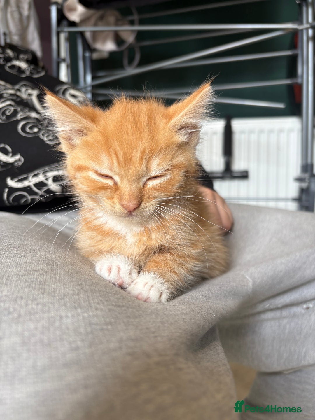 Mixed Breed cats for sale: (NEED HOMES) Beautiful kittens white/ginger - Image 6
