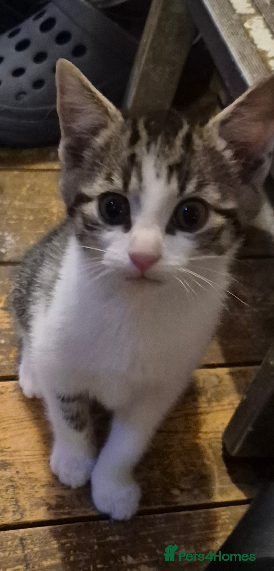 Mixed Breed cats for sale: 4 kittens for sale - Advert 4