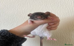 Rat rodents for sale: 8 weeks old female rat  - Image 1
