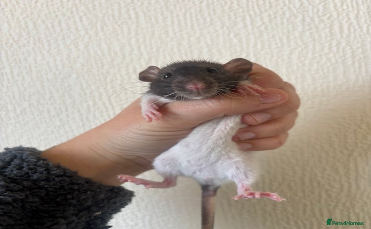 Rat rodents - Advert 12