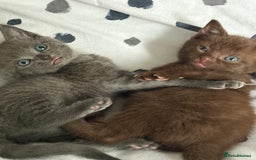 Russian Blue cats for sale: 6 beautiful kittens Russian Blue/Tabby - Image 1
