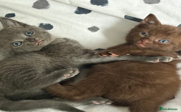Russian Blue cats - Advert 2