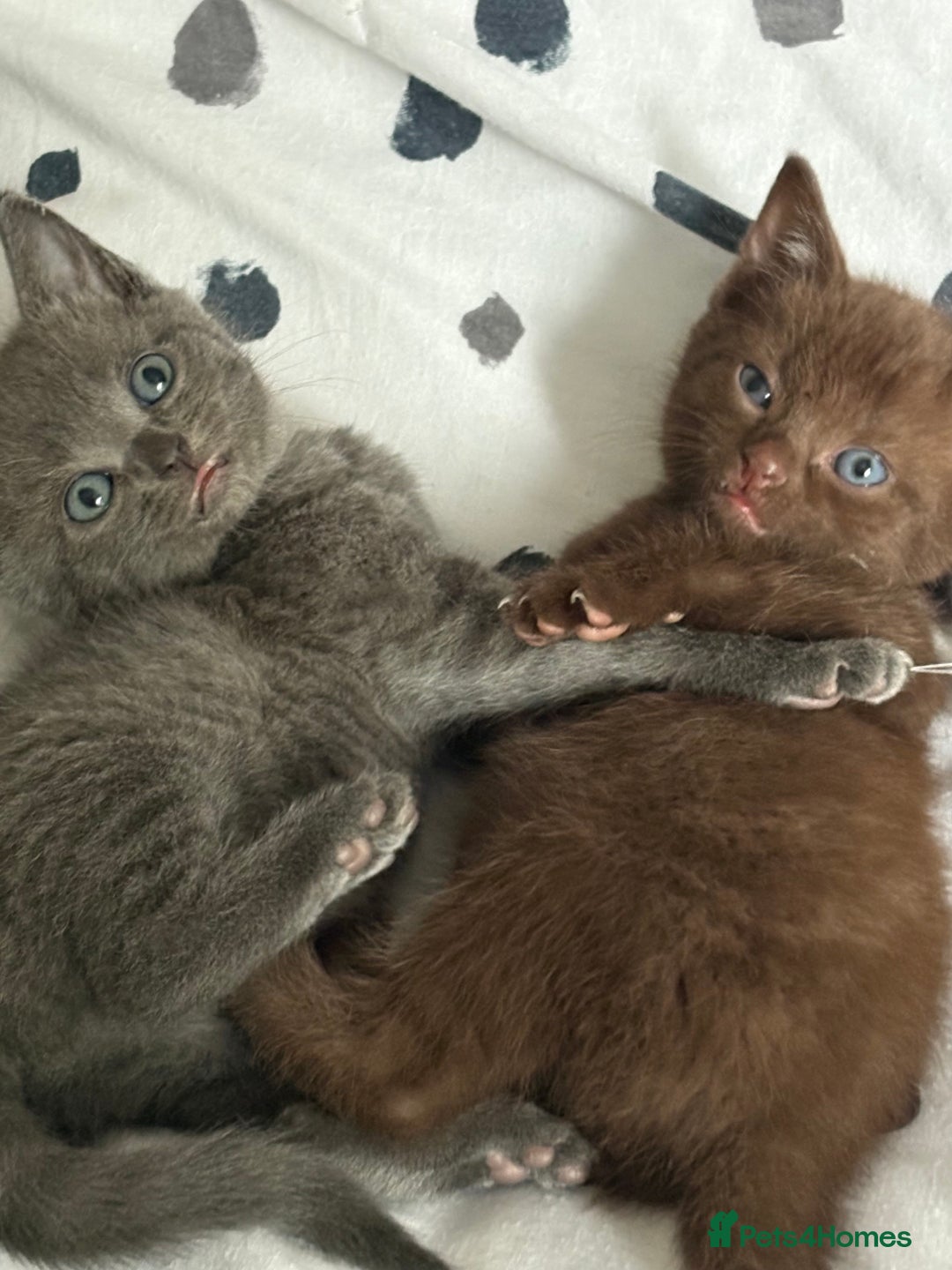 Russian Blue cats for sale: 6 beautiful kittens Russian Blue/Tabby - Image 1