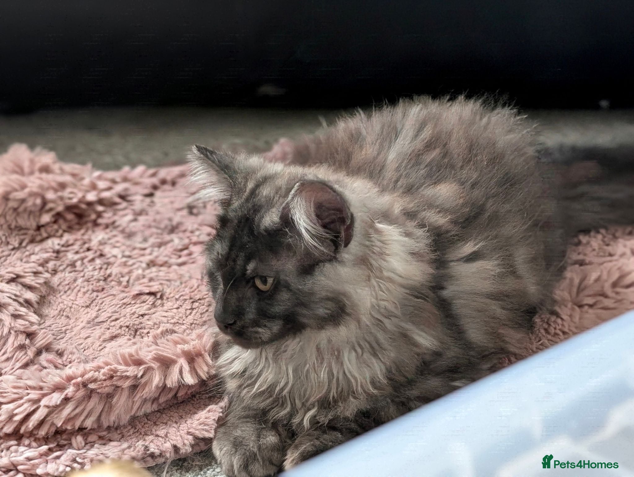 Maine Coon cats READY NOW  - Advert 3