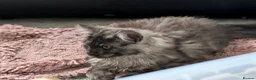 Maine Coon cats for sale: Large kittens growing nicely  - Advert 5