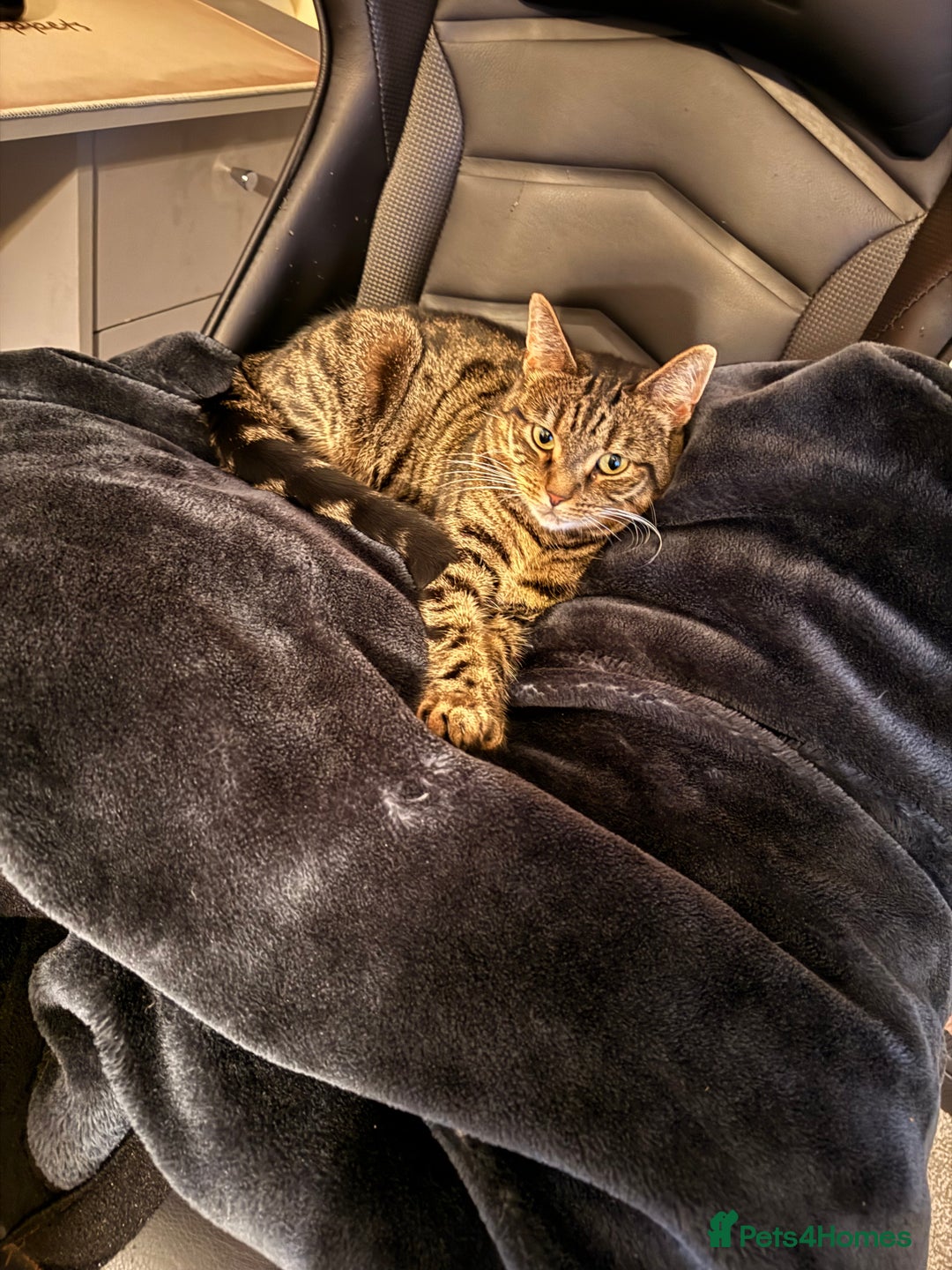 Bengal cats for sale: 3 Year Old Bengal Tabby For Sale  - Advert 2